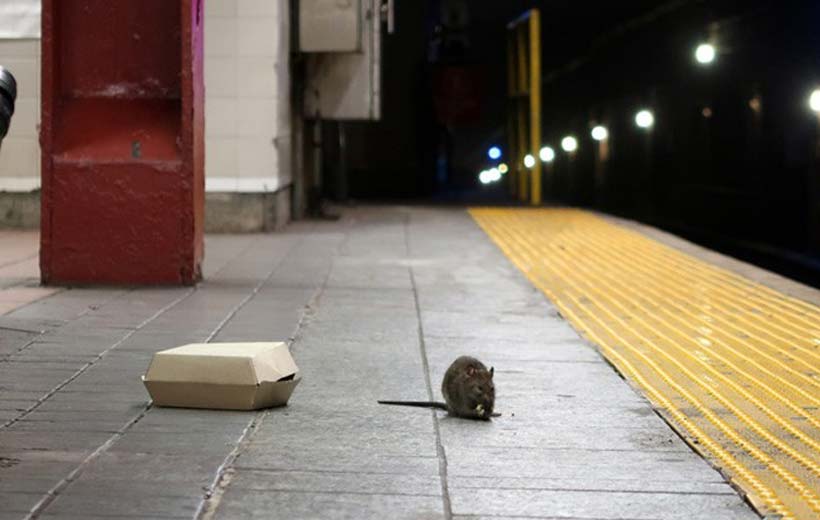 موش‌ها در مترو